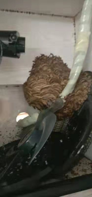 家里有马蜂窝是吉利还是凶