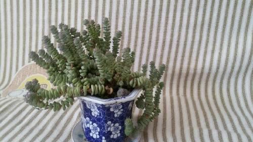 家里有钱串子有何征兆