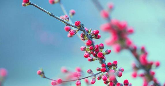 测测你的桃花运