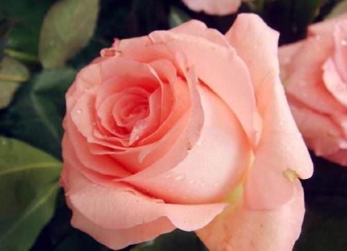 测测你的桃花运