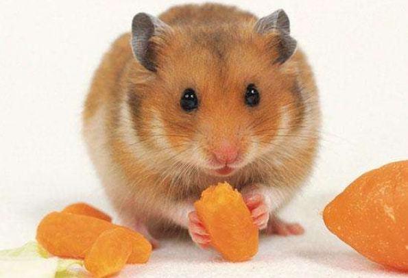 鼠和什么生肖最配