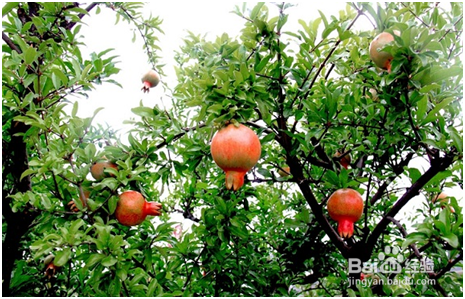 石榴木命人佩戴什么可以旺财