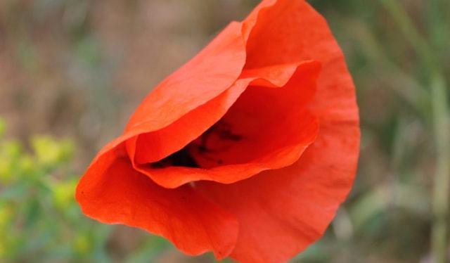 石榴木命几月出生的好财运怎么样