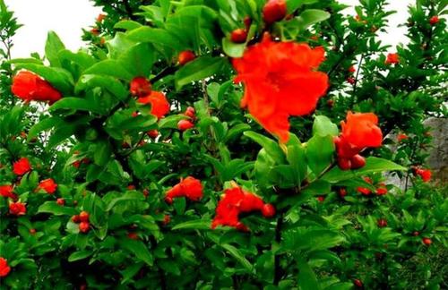 石榴木命人最怕什么