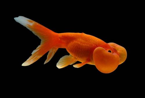 客厅养几条鱼最吉利