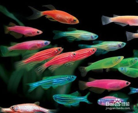 观赏鱼放在家里什么位置好