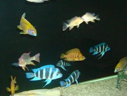 风水鱼的颜色最好是什么招财