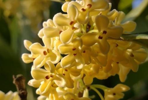 桂花树风水中什么寓意