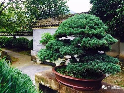 罗汉松寓意什么风水