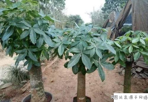 南洋杉寓意什么风水