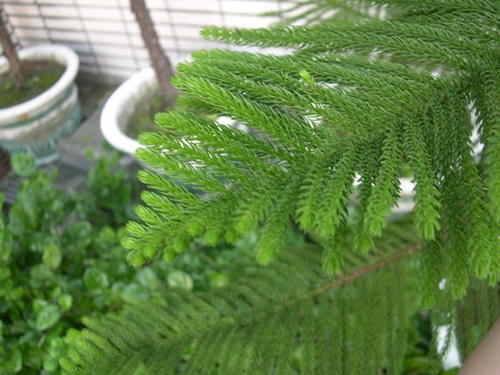 南洋杉寓意什么风水