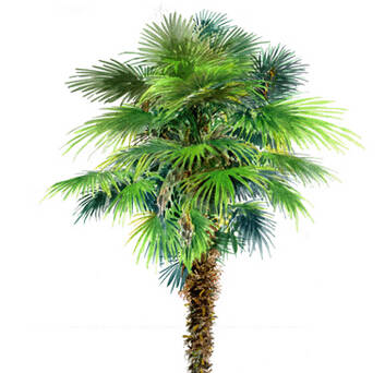 风水中棕树代表什么