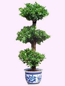 阳台上适合种什么植物有利风水