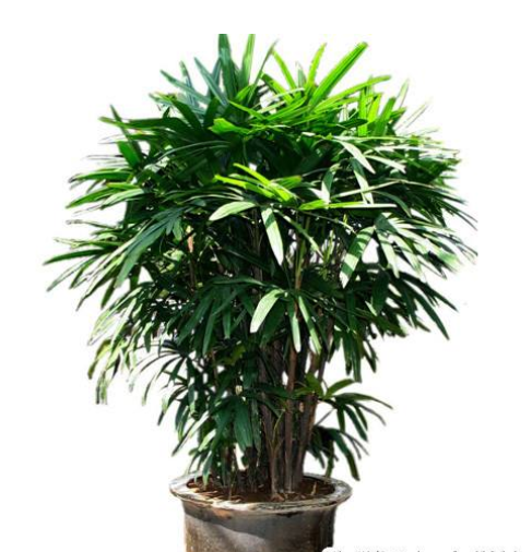 阳台上适合种什么植物有利风水