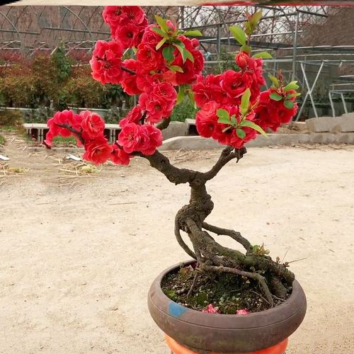 养海棠花不吉利风水