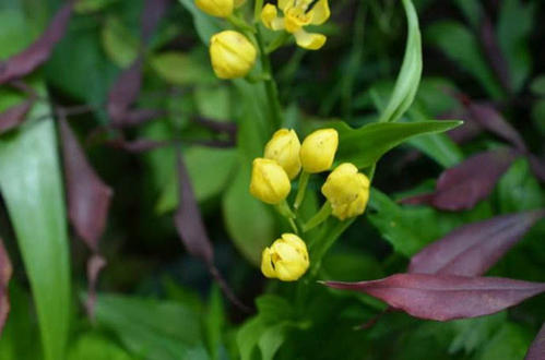 门前适合栽什么花有利风水
