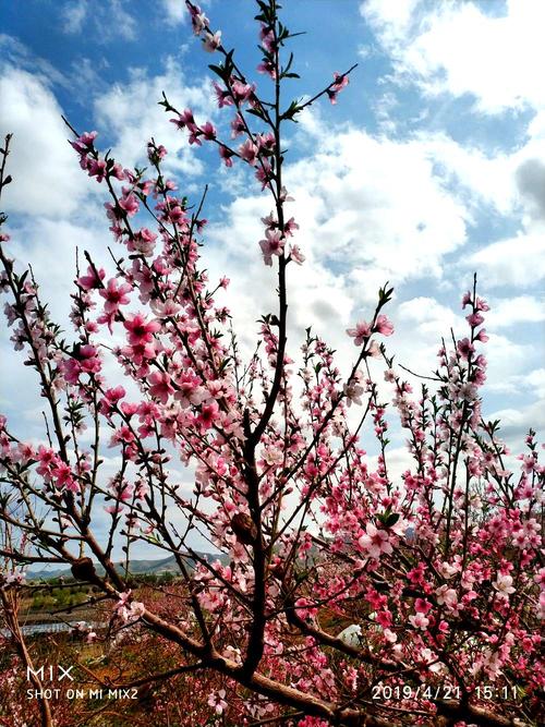 命中有一朵红艳桃花