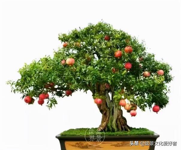 院内种什么树好风水