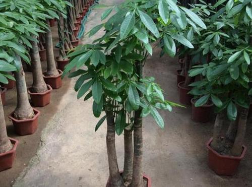 种什么树风水好