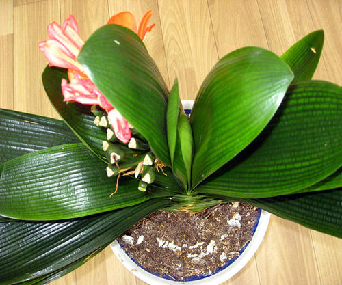 什么植物风水好