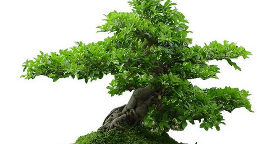 什么植物风水好