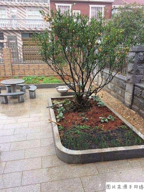 院子种什么树风水好