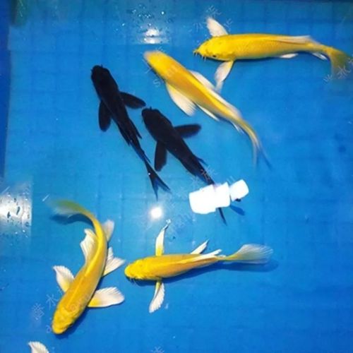 什么风水鱼好养