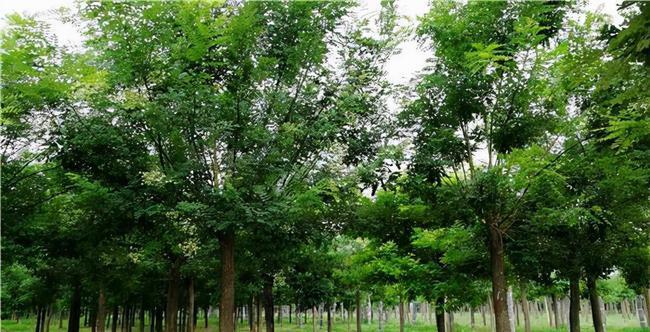 槐树的寓意和象征