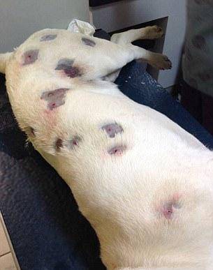 孕妇做梦狗咬人什么情况