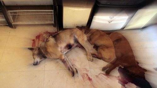 狗咬人是什么意思