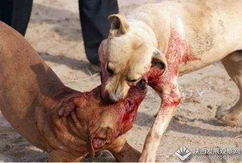 狗咬人是什么意思