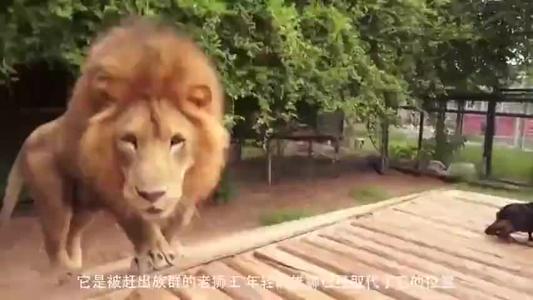 梦见狗咬人什么意思