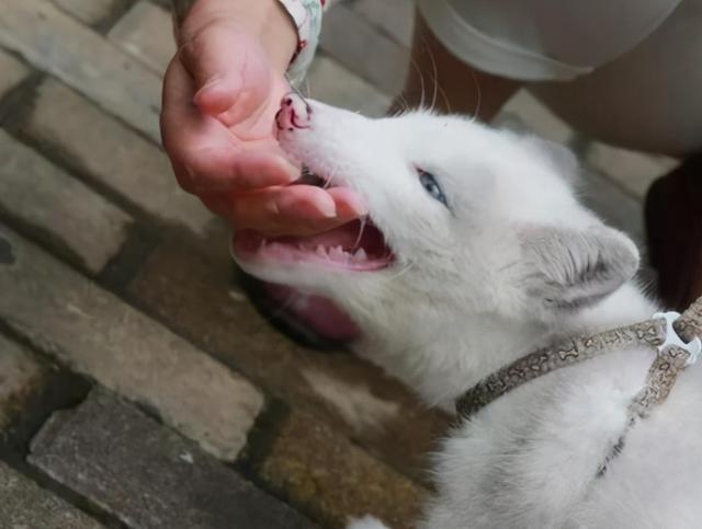 狗狗咬人后有什么预兆