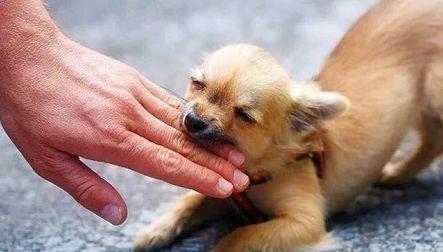 狗咬人为什么会发疯