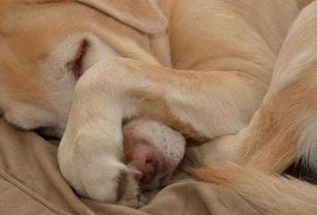 狗狗梦见了什么征兆