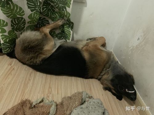 狗狗梦见了什么征兆
