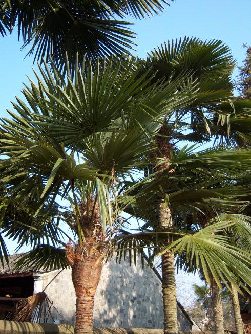 风水中棕树代表什么