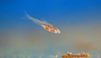 梦见了鱼为什么会感冒