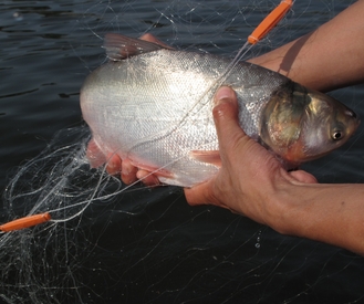 梦见了鱼为什么会感冒