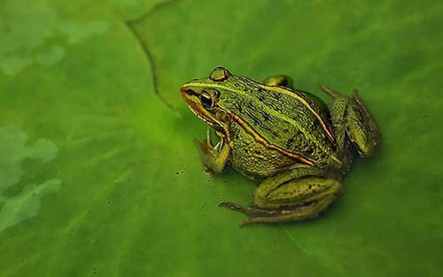 青蛙梦见了什么怎么写句子