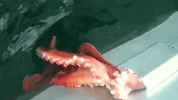 为什么梦见了章鱼