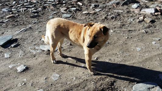 梦见狗送人了为什么不见了