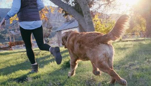 梦见狗送人了为什么不见了