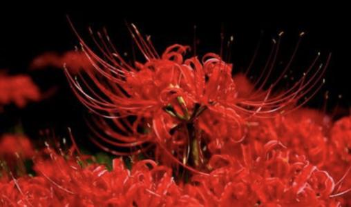 突然梦见去世多年的爷爷