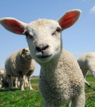 梦见小羊为什么不见了