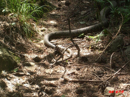梦见看见了蛇什么意思