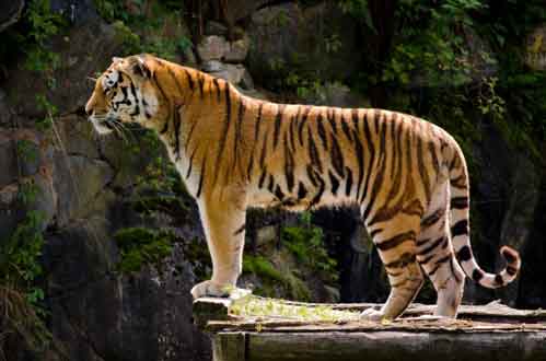 梦见了老虎是什么意思