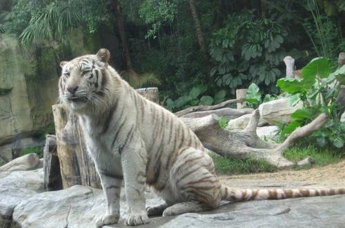 梦见了老虎是什么意思