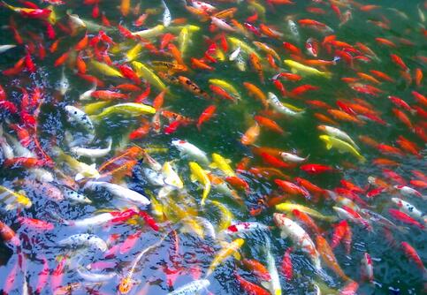 梦见了好多鱼是什么预兆