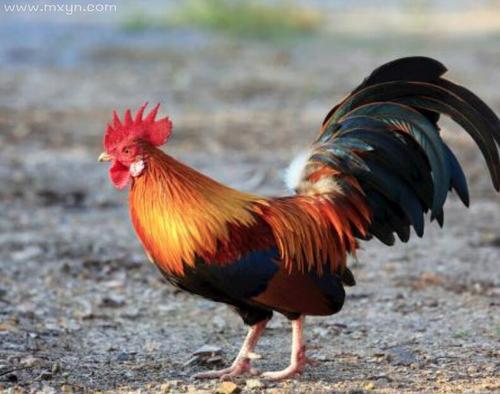 梦见了公鸡是什么意思想买